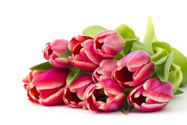 Beyaz arkaplanda kırmızı laleler