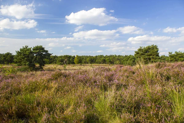 Heide in Nationaal Park Maasduinen in Nederland — Stockfoto