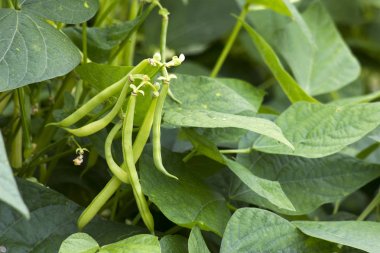 bir bahçede sarı fasulye