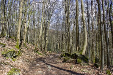 Siebengebirge Almanya 'sında Bahar Ormanı Yürüyüş Yolu Rheinsteig