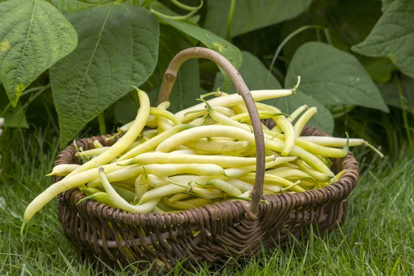 Fresh Yellow Beans Picked Put Wicker Basket — Stock Photo, Image