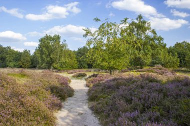Hollanda 'daki Maasduinen Ulusal Parkı' nda Heathland