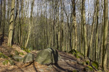 Siebengebirge Almanya 'sında Bahar Ormanı Yürüyüş Yolu Rheinsteig