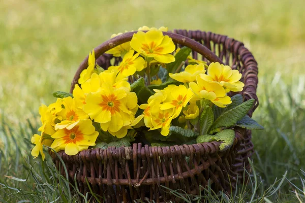 Onagre jaune en fleurs dans un panier — Photo