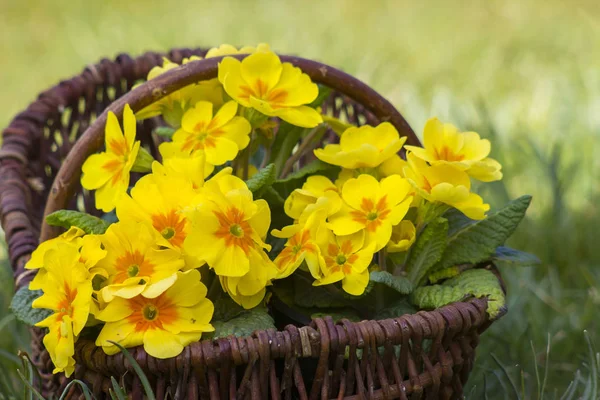 Onagre jaune en fleurs dans un panier — Photo