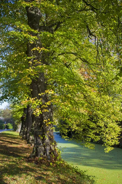 Árvores velhas no parque, castelo Wissen, Alemanha — Fotografia de Stock