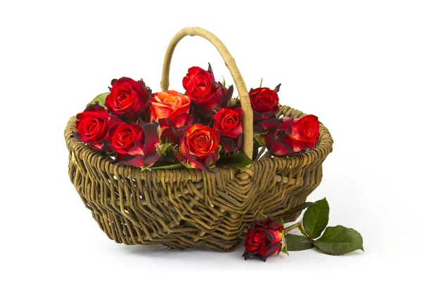 Rote Rosen in einem Korb — Stockfoto