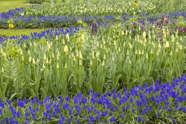 Keukenhof, Hollanda 'da çiçekler