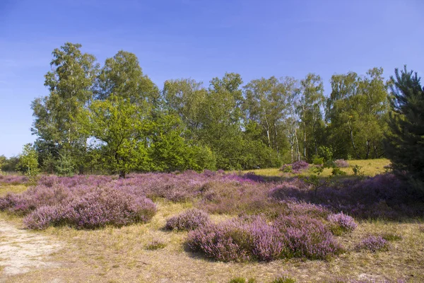 Heathland w Parku Narodowym Maasduinen w Holandii — Zdjęcie stockowe