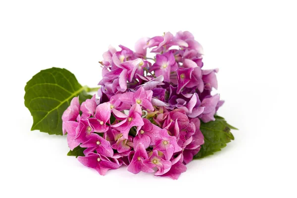 Hortensia flowers, Hydrangea macrophylla — Stock Photo, Image