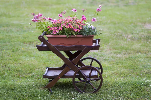 Fleurs colorées sur chariot dans le jardin . — Photo