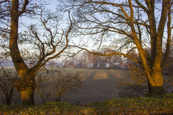 Drzewa na polu - słoneczny jesienny poranek — Zdjęcie stockowe