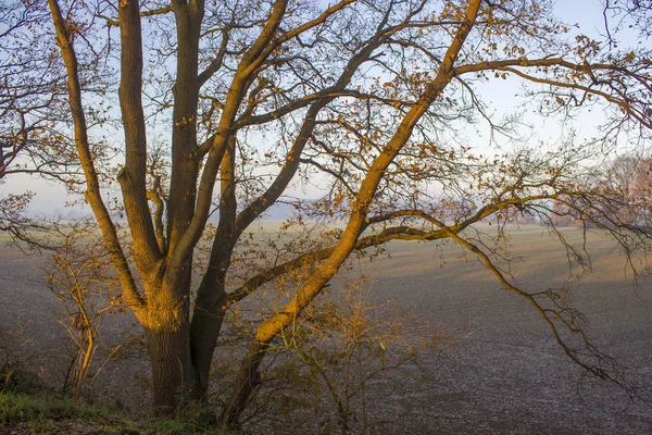 Дерево на поле - солнечное осеннее утро — стоковое фото