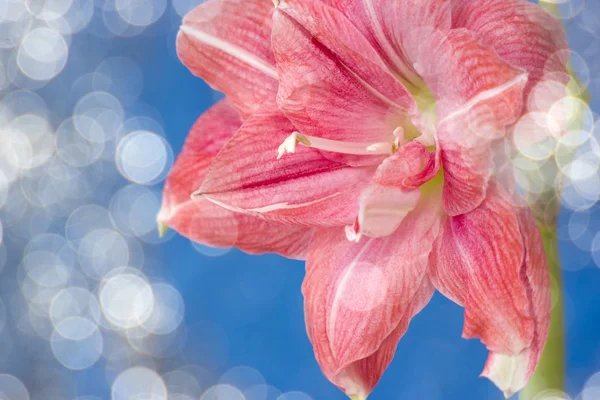 Flores rosa Hippeastrum ou Amaryllis com bokeh — Fotografia de Stock