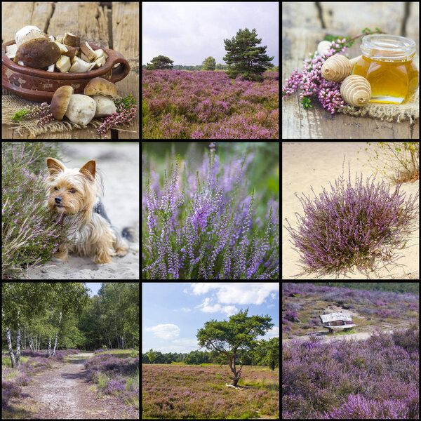 autumn collage with heather flowers