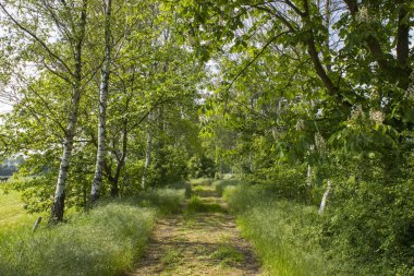 Orman yolu - peyzaj, Almanya