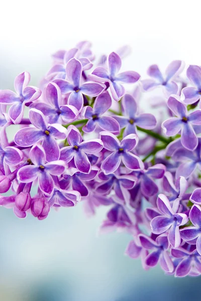 Blooming lilac flowers. Macro photo. — Stock Photo, Image