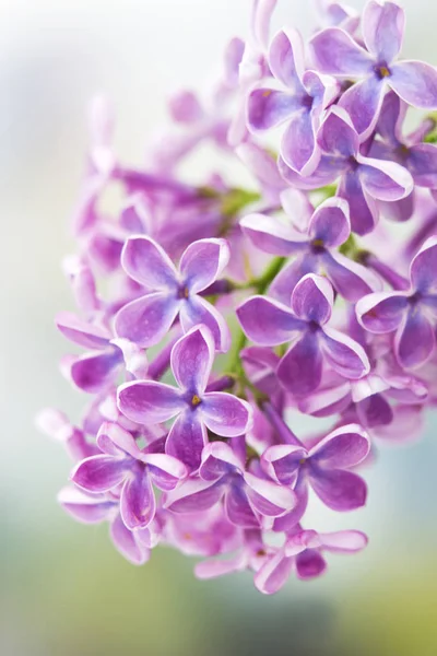 Florescendo flores lilás. Macro foto. — Fotografia de Stock