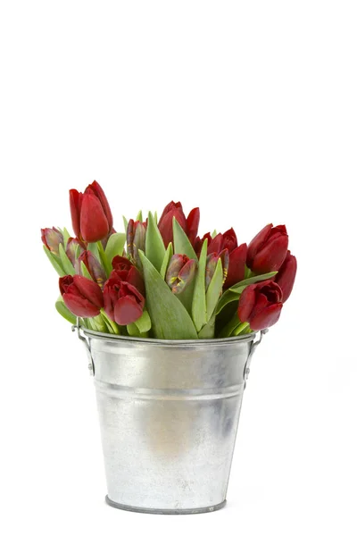 Красные тюльпаны в ведре на белом фоне — стоковое фото
