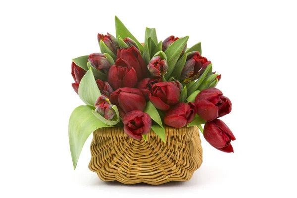 Rote Tulpen in einem Korb auf weißem Hintergrund — Stockfoto