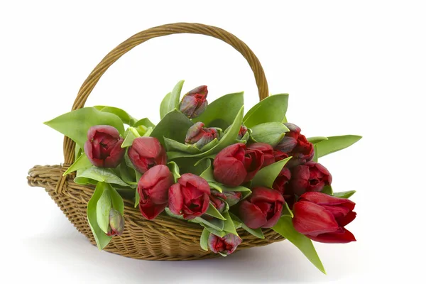 Red tulips in a basket on white background — Stock Photo, Image