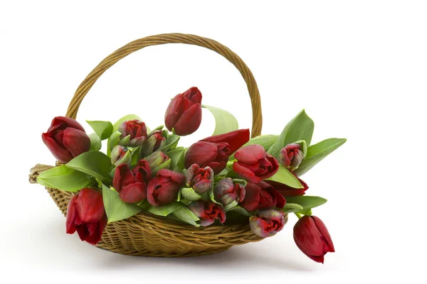 Red tulips in a basket on white background — Stock Photo, Image