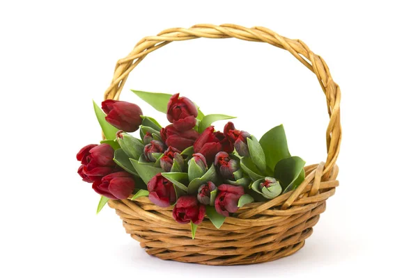 Red tulips in a basket on white background — Stock Photo, Image