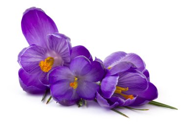 Crocus - beyaz arkaplandaki ilk ilkbahar çiçeklerinden biri