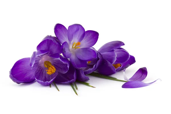 Crocus Een Van Eerste Lentebloemen Witte Achtergrond — Stockfoto