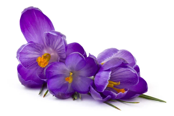 Crocus One First Spring Flowers White Background — Stock Photo, Image