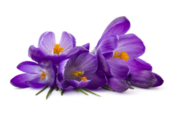 Crocus - beyaz arkaplandaki ilk ilkbahar çiçeklerinden biri