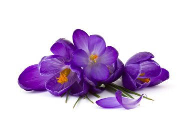Crocus - beyaz arkaplandaki ilk ilkbahar çiçeklerinden biri