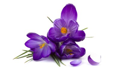 Crocus - beyaz arkaplandaki ilk ilkbahar çiçeklerinden biri