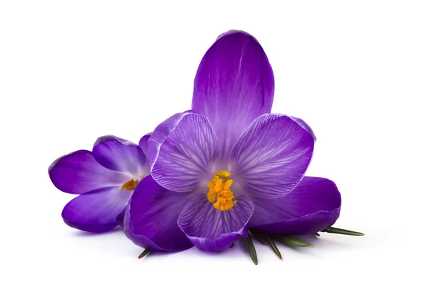 Crocus - beyaz arkaplandaki ilk ilkbahar çiçeklerinden biri