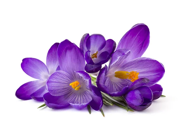 Crocus - beyaz arkaplandaki ilk ilkbahar çiçeklerinden biri