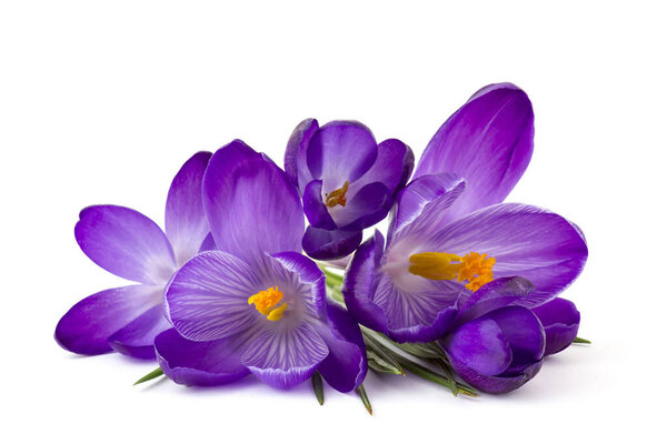Crocus - one of the first spring flowers on white background — Stock Image Crocus One First Spring Flowers White Background Stock Image