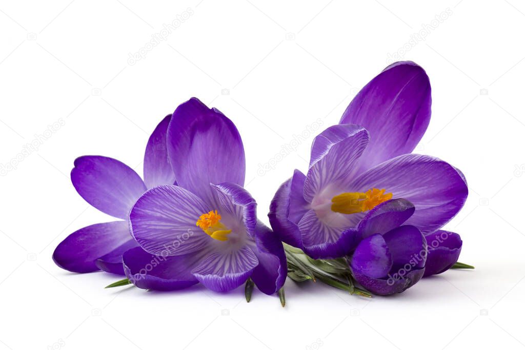 crocus - one of the first spring flowers on white background