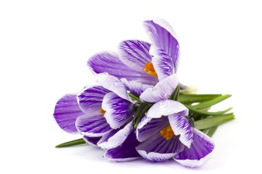 Crocus - beyaz arkaplandaki ilk ilkbahar çiçeklerinden biri