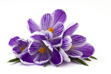 Crocus - beyaz arkaplandaki ilk ilkbahar çiçeklerinden biri