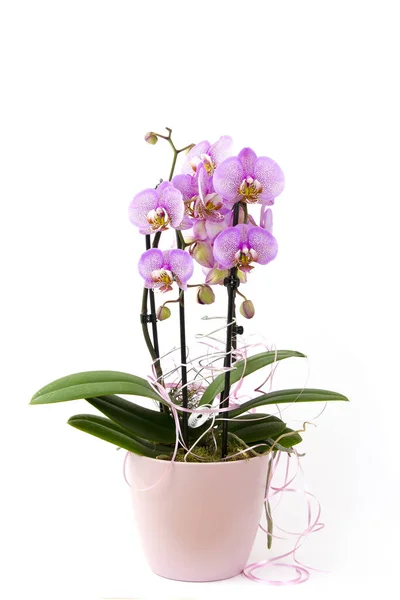 Gyönyörű Rózsaszín Orchidea Egy Edényben Phalaenopsis Fehér Háttér — Stock Fotó