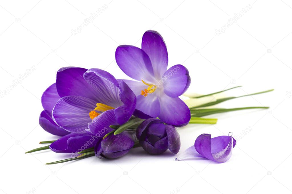 crocus - one of the first spring flowers on white background