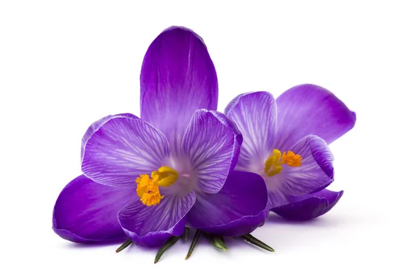 Crocus - beyaz arkaplandaki ilk ilkbahar çiçeklerinden biri