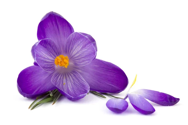 Crocus - beyaz arkaplandaki ilk ilkbahar çiçeklerinden biri