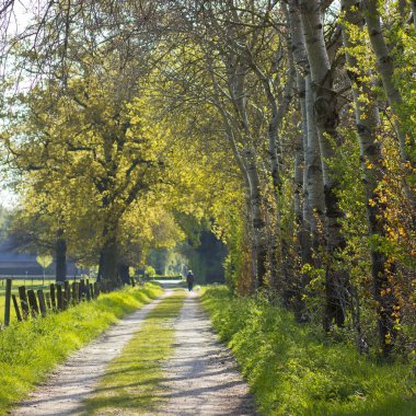 Orman yolu - Almanya 'da manzara