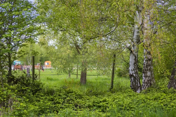 有桦树的风景 德国的风景 — 图库照片