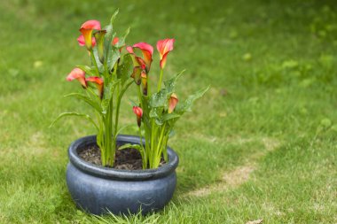 Zantedeschia Katarı 'nın büyük kırmızı-turuncu çiçekleri, arum zambak, calla zambak, calla. Araceae familyasından bitkisel, her daim çiçek açan bitkiler.
