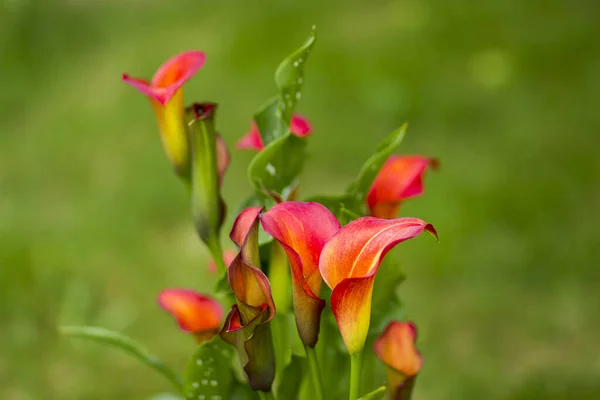Big Red Orange Flowers Zantedeschia Quatar Arum Lily Calla Lily — Stock Photo, Image
