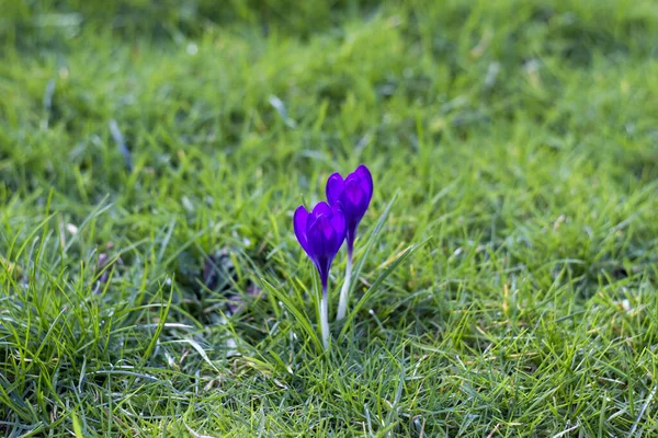 Crocus One First Spring Flowers — Stock Photo, Image