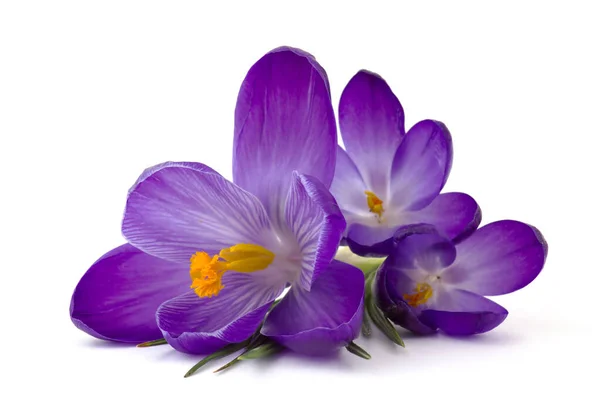 Crocus Een Van Eerste Lentebloemen Witte Achtergrond — Stockfoto