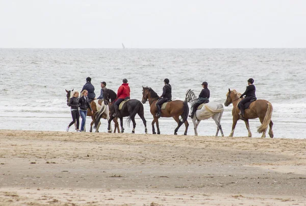 NOORDWIJK, NETHERLANDS - MAYIS 25 2015: Kuzey denizine yakın sahilde at binicileri